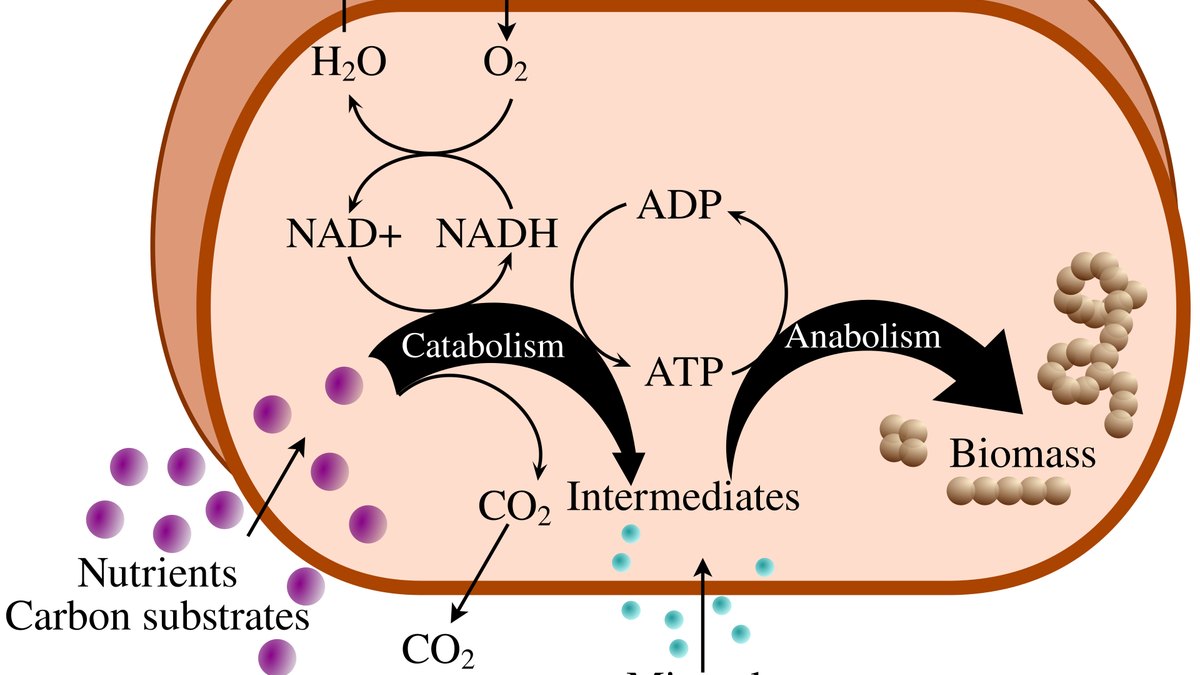Cellular metabolism and biology — the setting in which NAD+ (nicotinamide adenine dinucleotide) shuttles electrons, studied by Panacea Bio Chem and Bogdan Dicoias